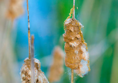 网络ddos攻击软件